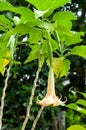 Beautiful orange tropical single flower Garden Angel`s Trumpet Brugmansia Ãâ candida Royalty Free Stock Photo